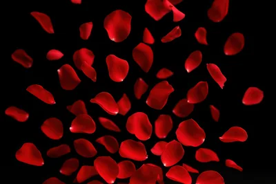 Falling Red Rose Petals On Black Background