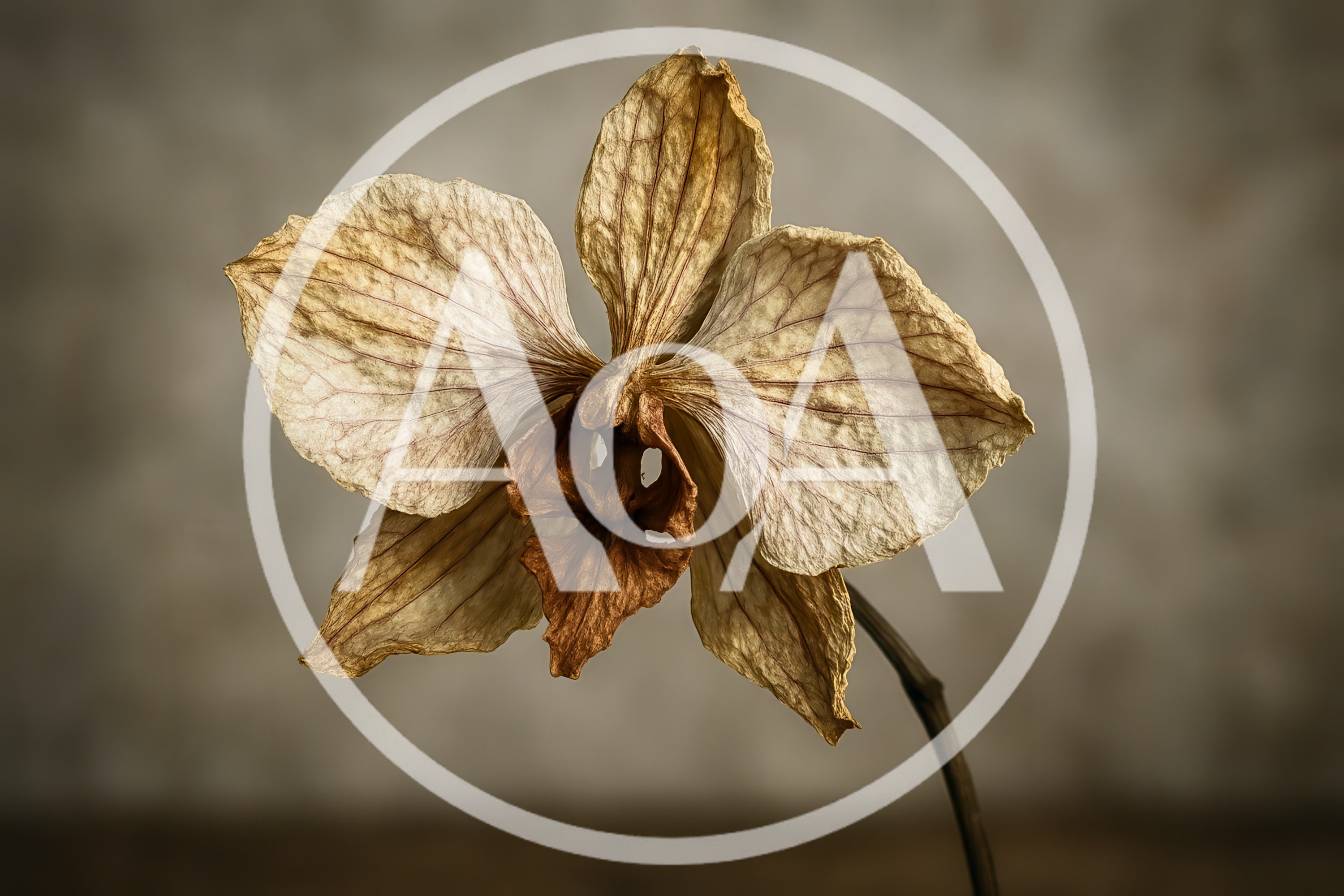 Withered Orchid Flower Against A Textured Background