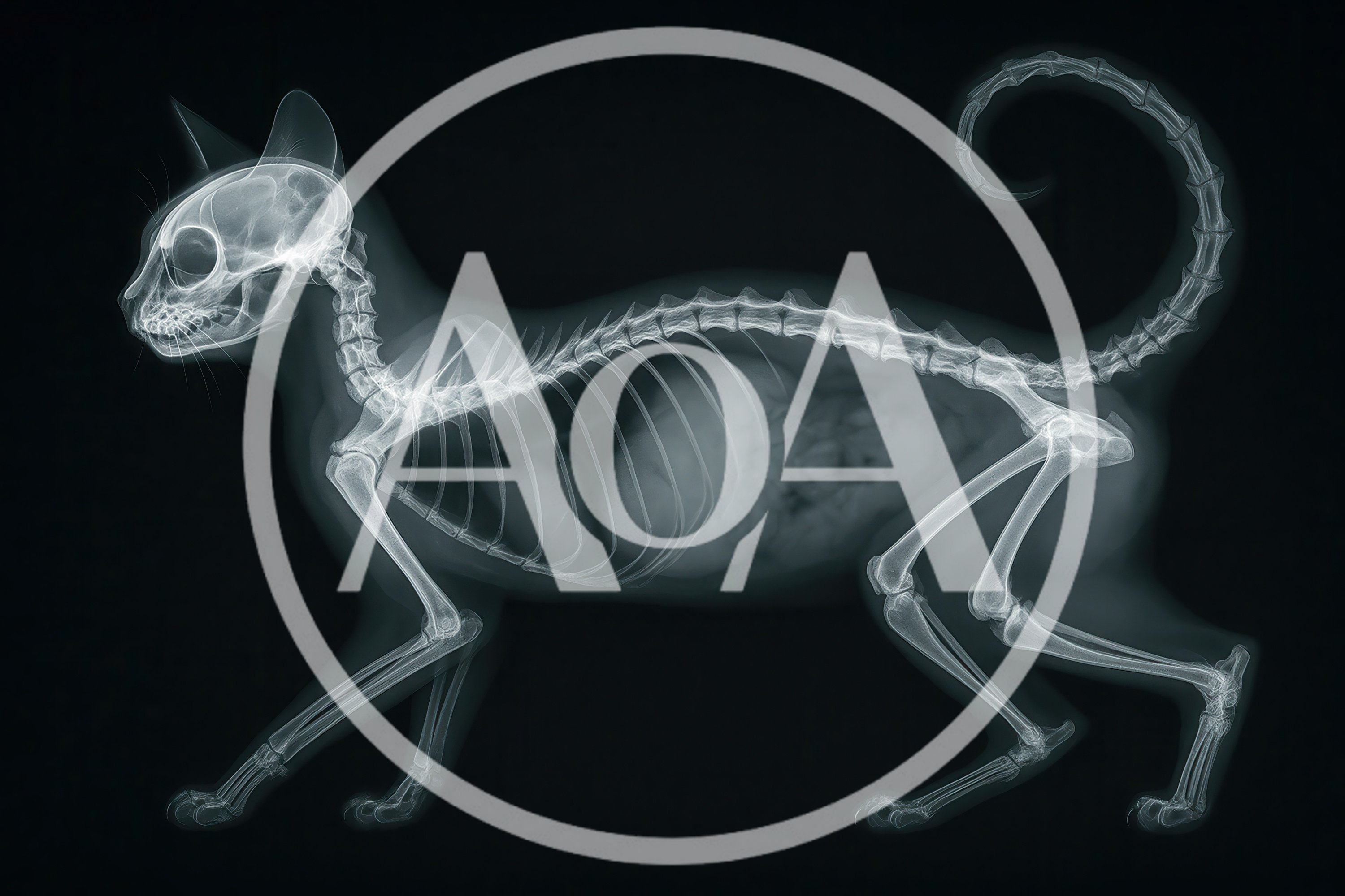 X-Ray Radiograph Of A Domestic Cat Skeleton
