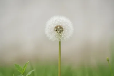Single Dandelion Seed Head Against Blurred Background