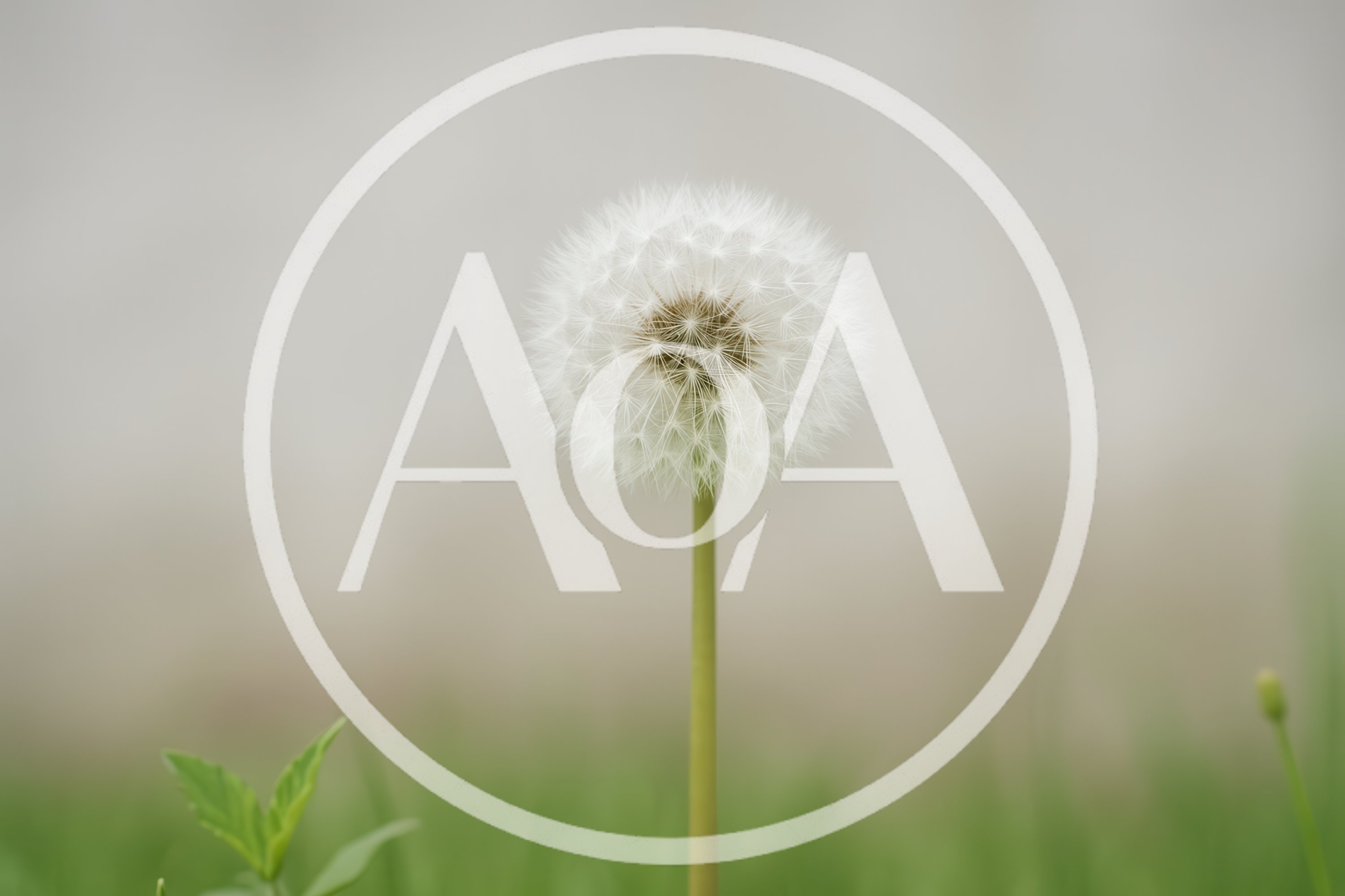Single Dandelion Seed Head Against Blurred Background