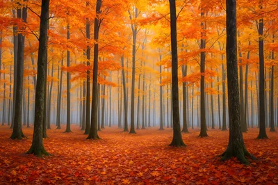 Dense Autumn Forest With Vibrant Orange Foliage