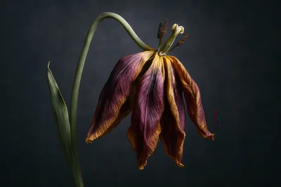 Wilted Purple And Yellow Tulip Against Dark Background