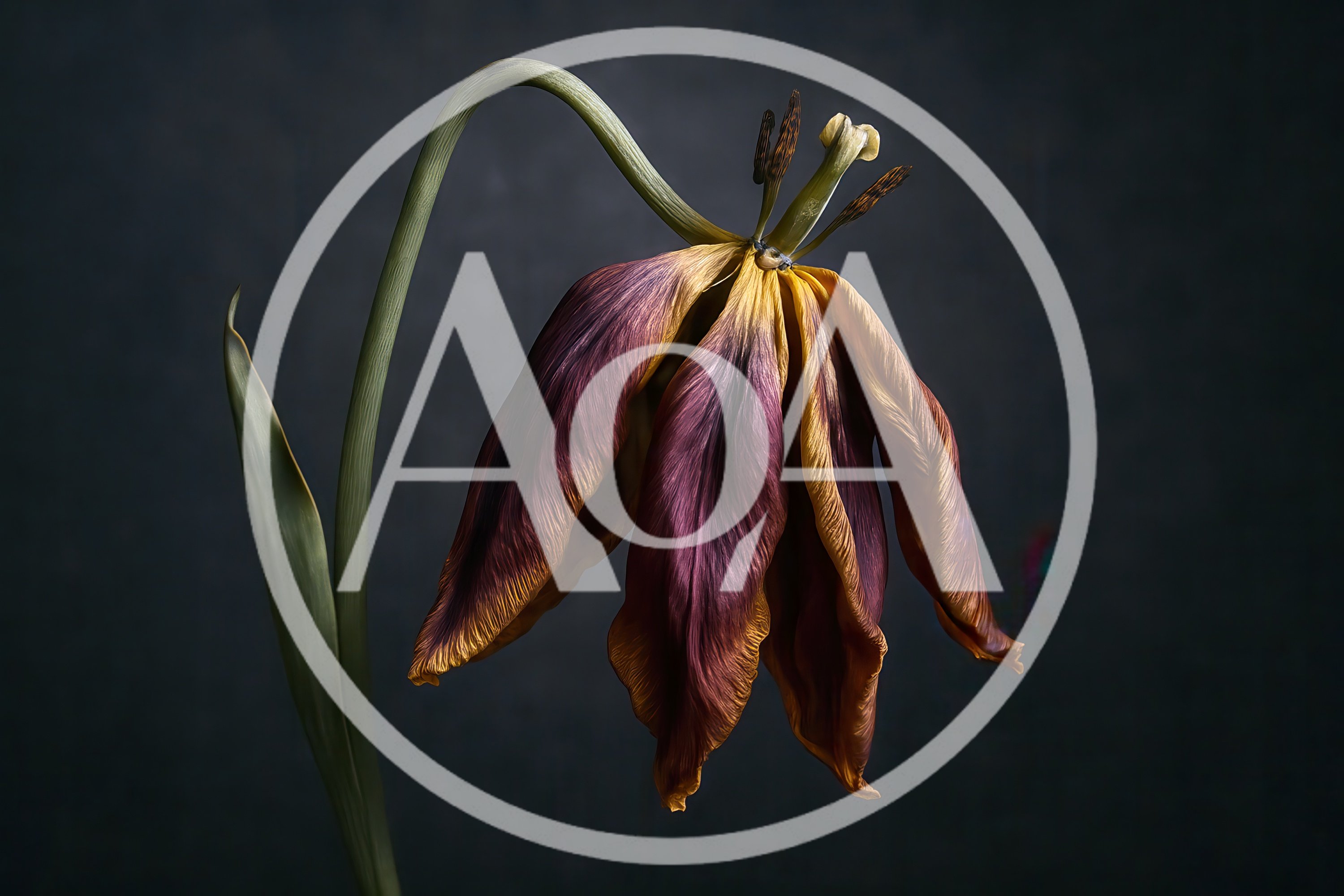 Wilted Purple And Yellow Tulip Against Dark Background