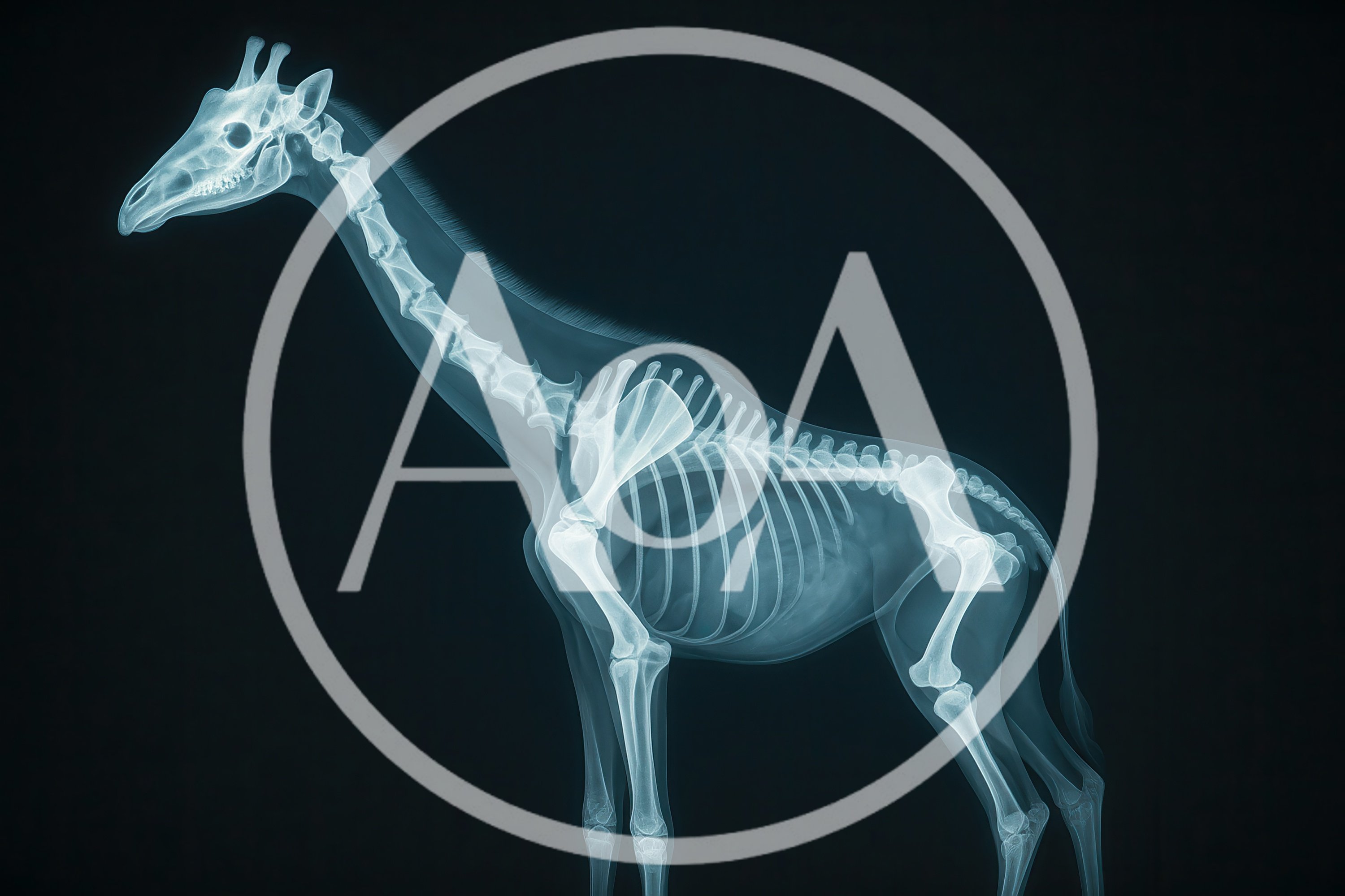 X-Ray Scan Of A Giraffe Skeleton