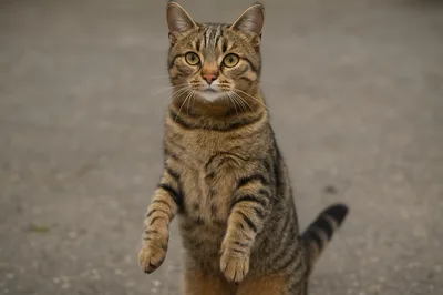Tabby Cat Standing Upright on Pavement