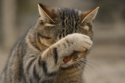 Tabby Cat Covering Its Face With Paw