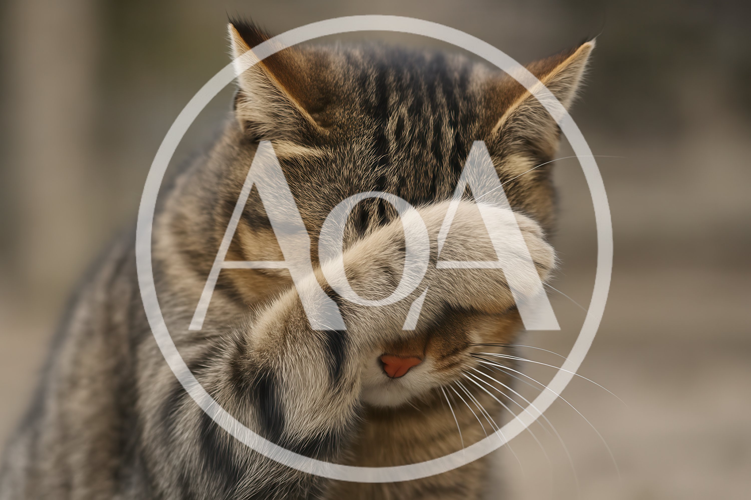 Tabby Cat Covering Its Face With Paw