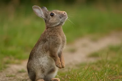 Wild European Rabbit Standing Upright In A Meadow