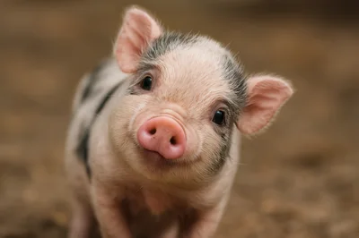 Adorable Baby Piglet Looking Directly At Camera