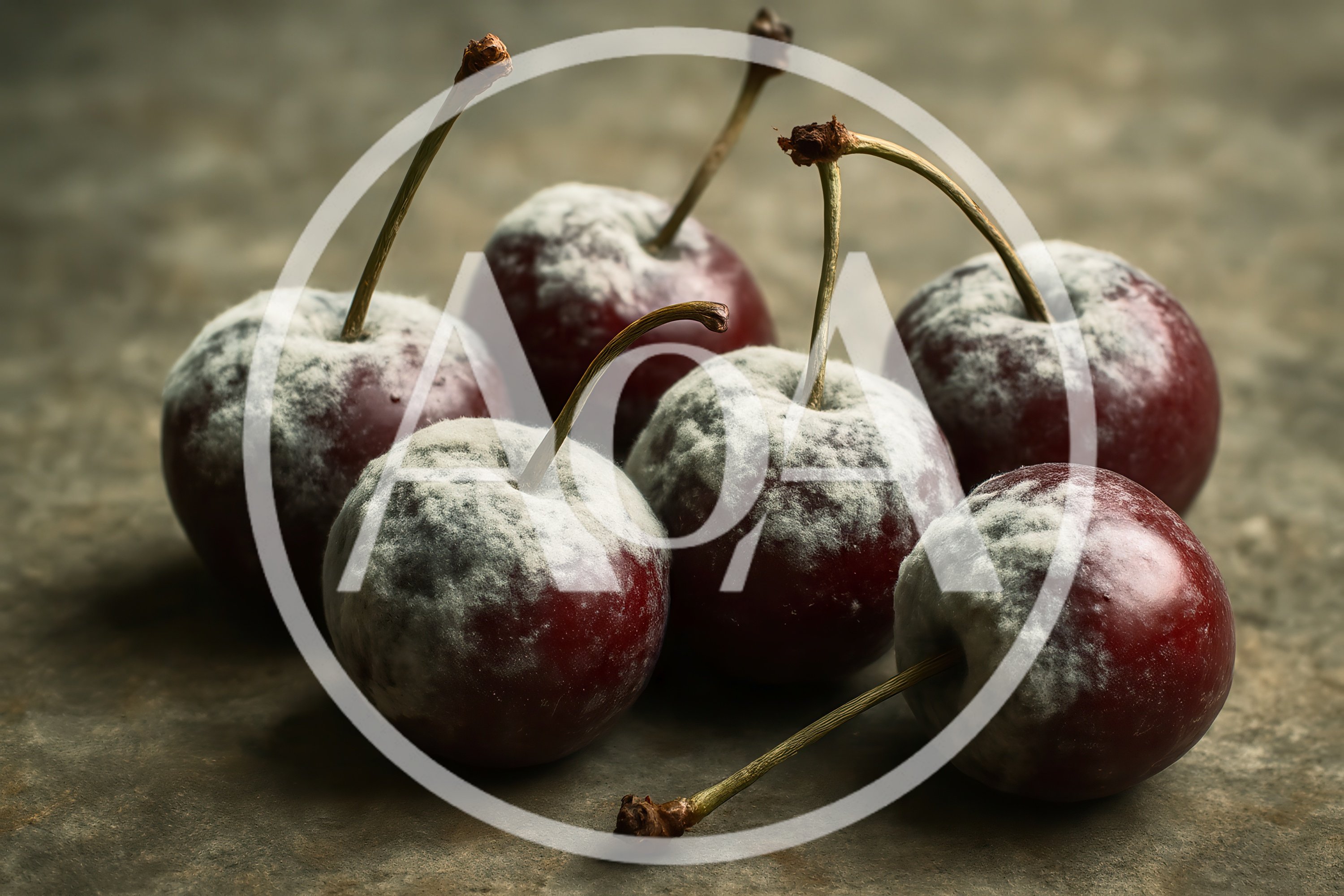 Group Of Moldy Cherries On A Textured Surface