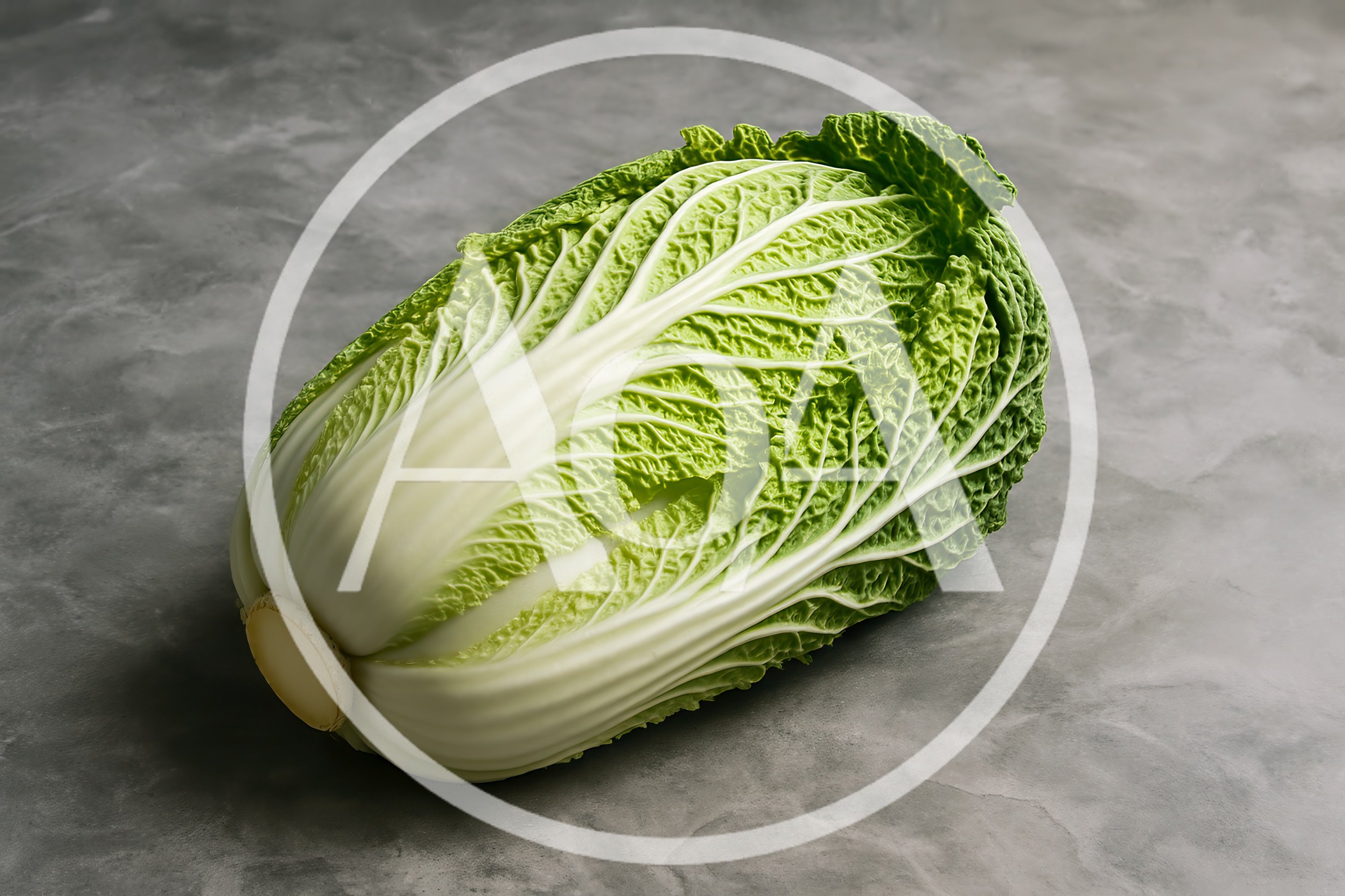 Fresh Napa Cabbage Head on Grey Background