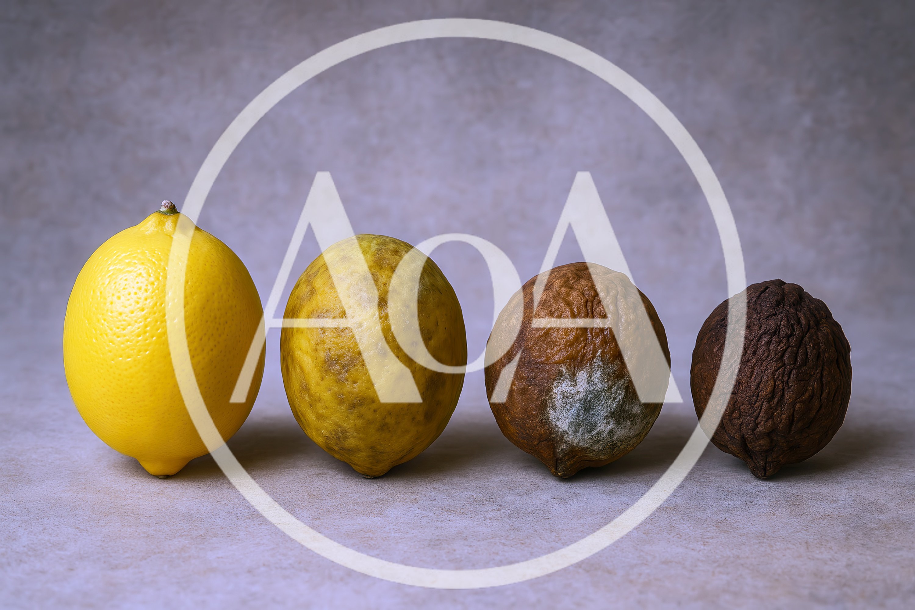 Four Lemons Showing Stages Of Decay And Decomposition