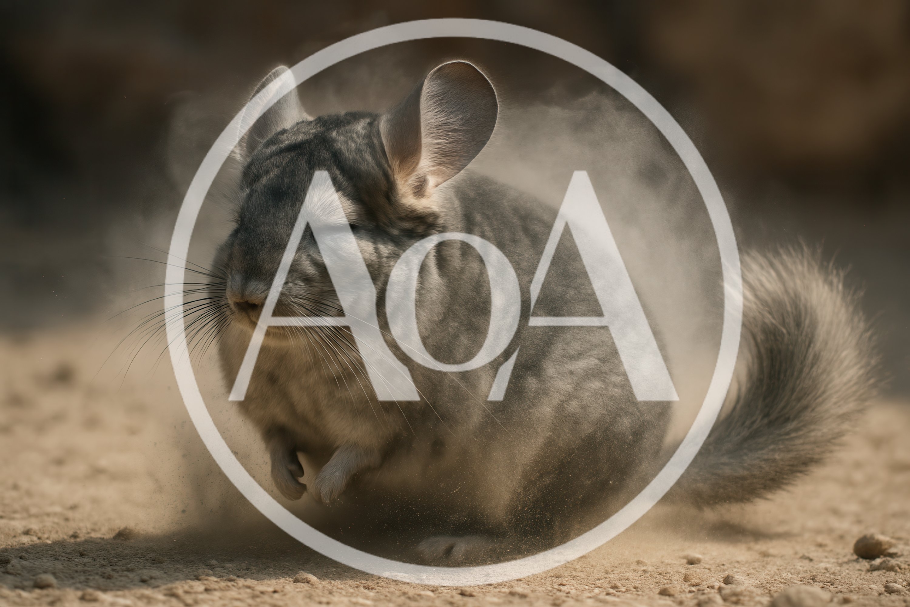 Chinchilla Taking A Dust Bath In Natural Habitat