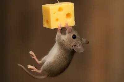 Small Mouse Hanging From A Block Of Swiss Cheese