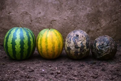 Four Watermelons Showing Stages Of Decay On Soil