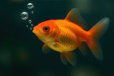 Goldfish Swimming Underwater With Rising Air Bubbles
