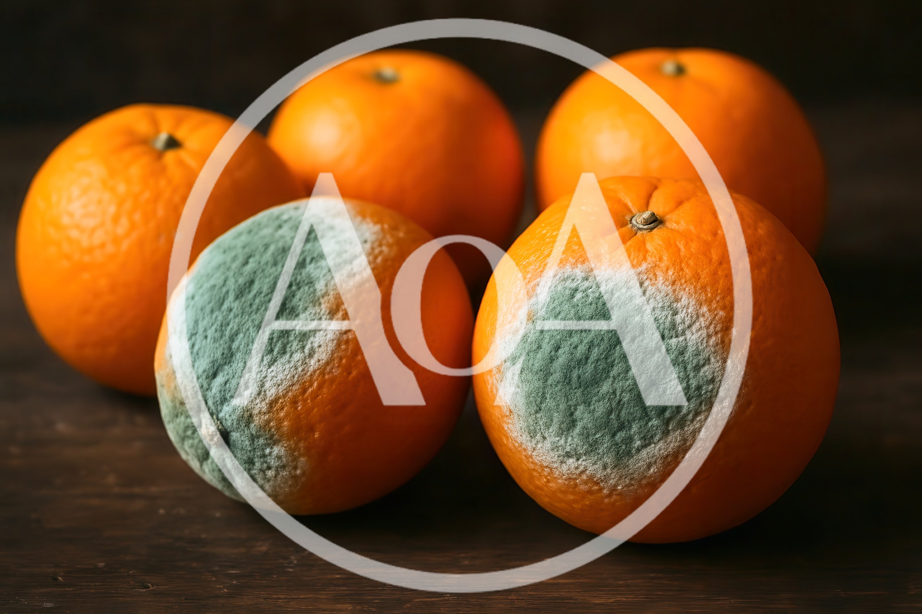 Group Of Fresh And Moldy Oranges On Wood