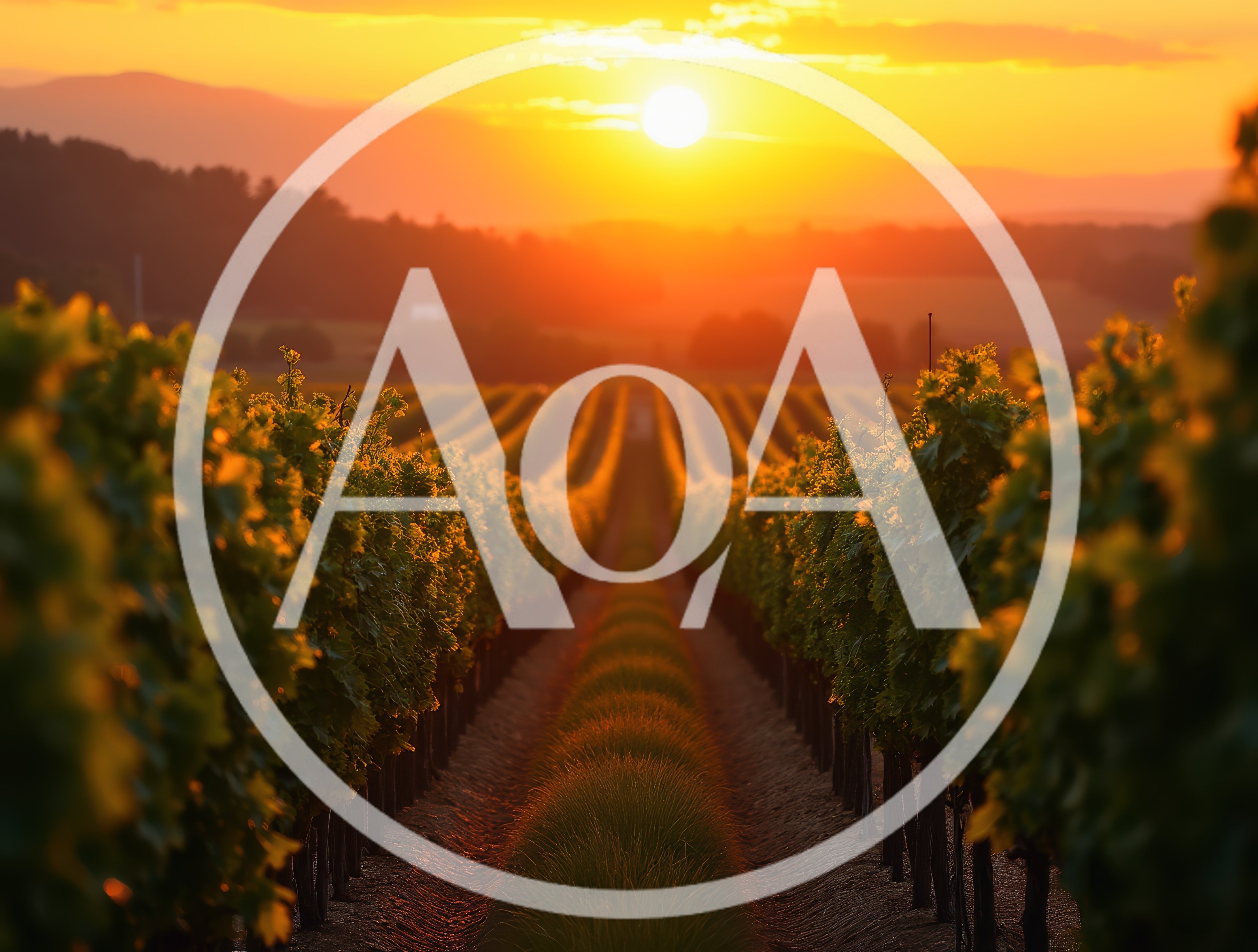 Golden Hour Sunset Over A Vineyard Row