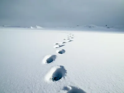 Footprints Leading Into A Vast Snowy Landscape