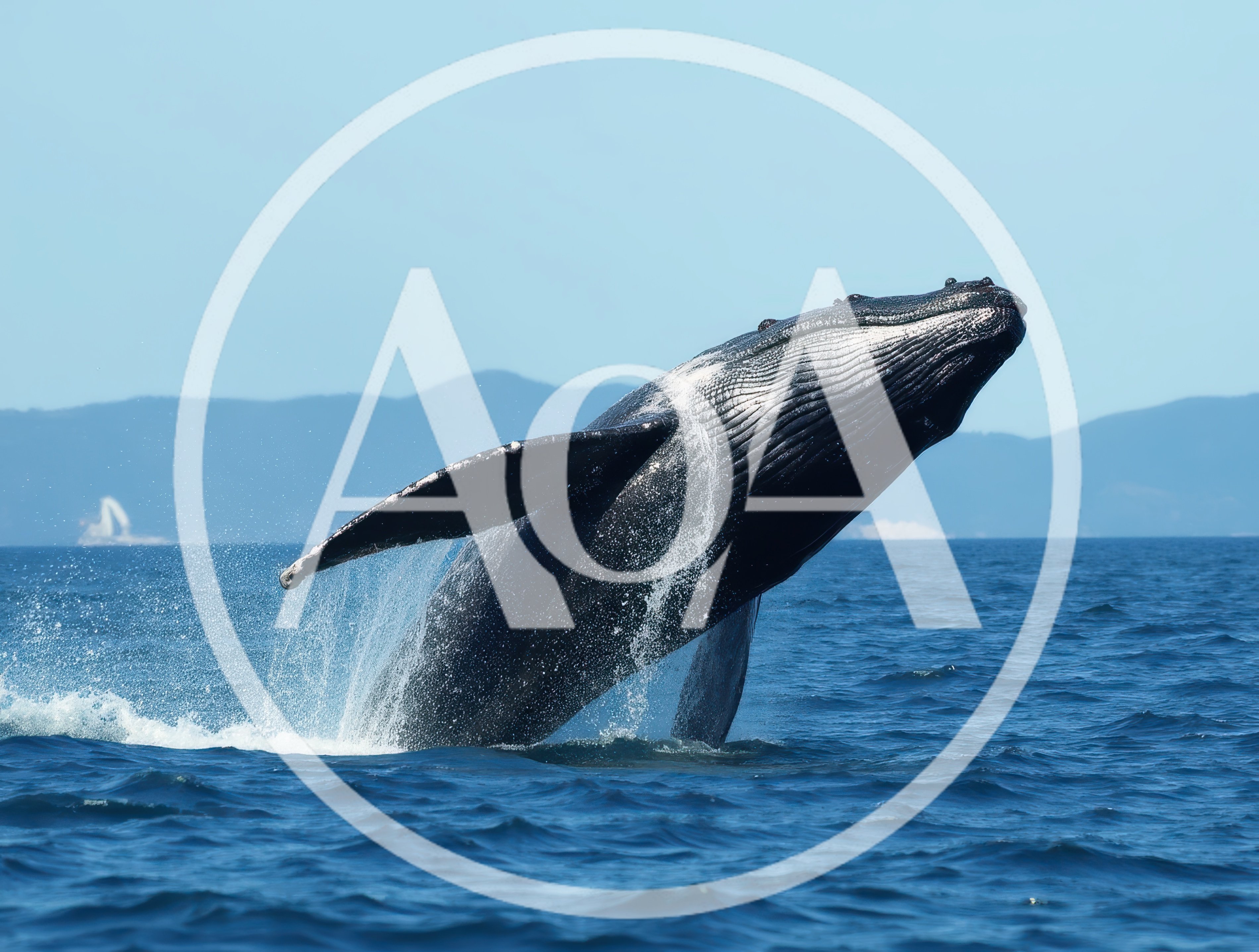 Humpback Whale Breaching Out Of The Ocean