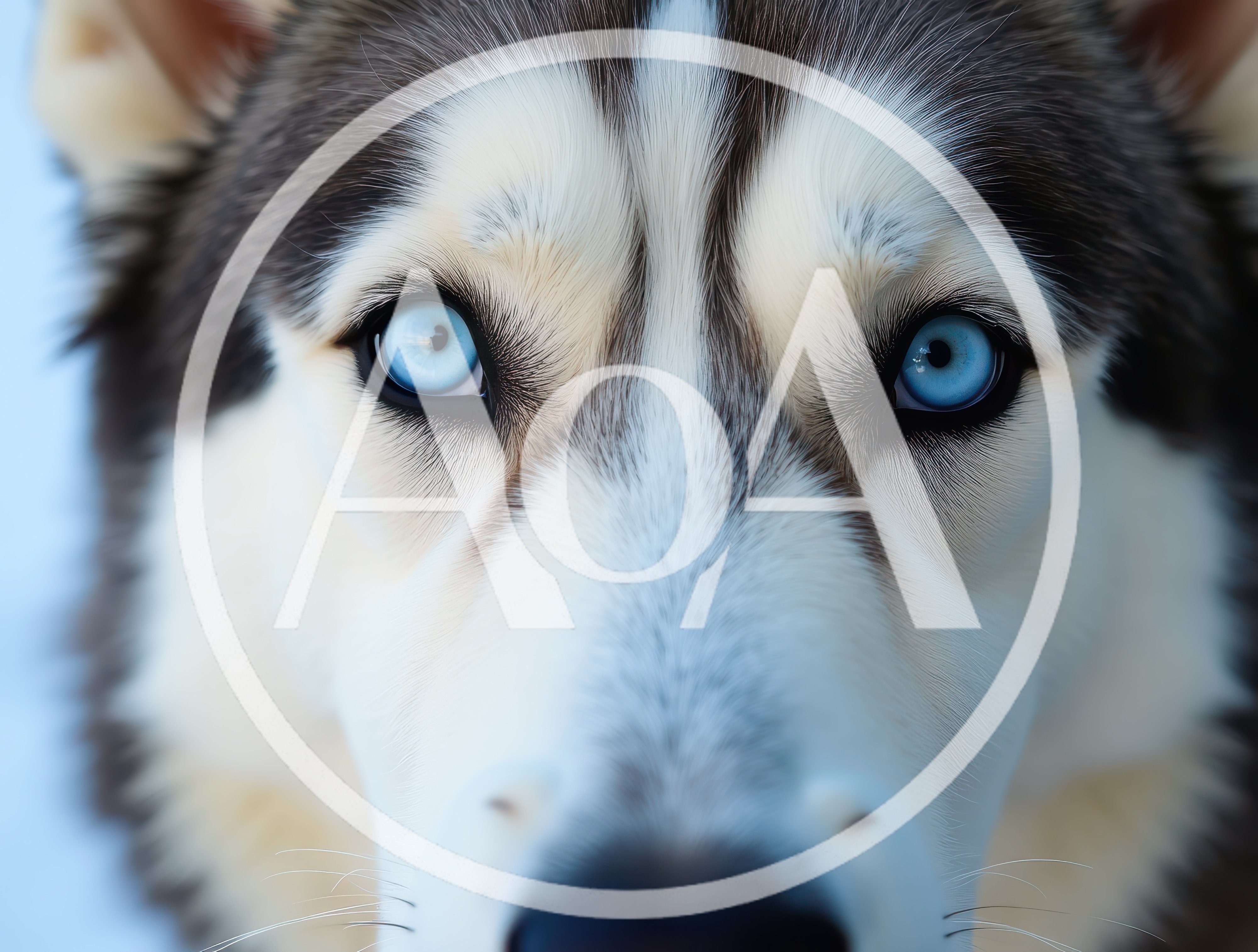 Close Up Portrait Of A Siberian Husky