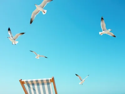 Seagulls Flying Over A Beach Chair
