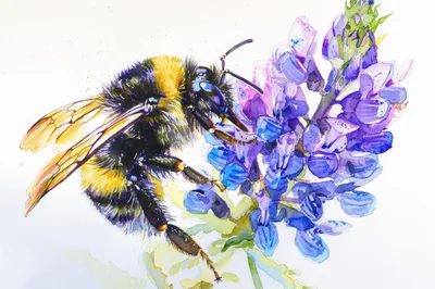 Watercolor Painting Of A Bumblebee On A Lupine Flower