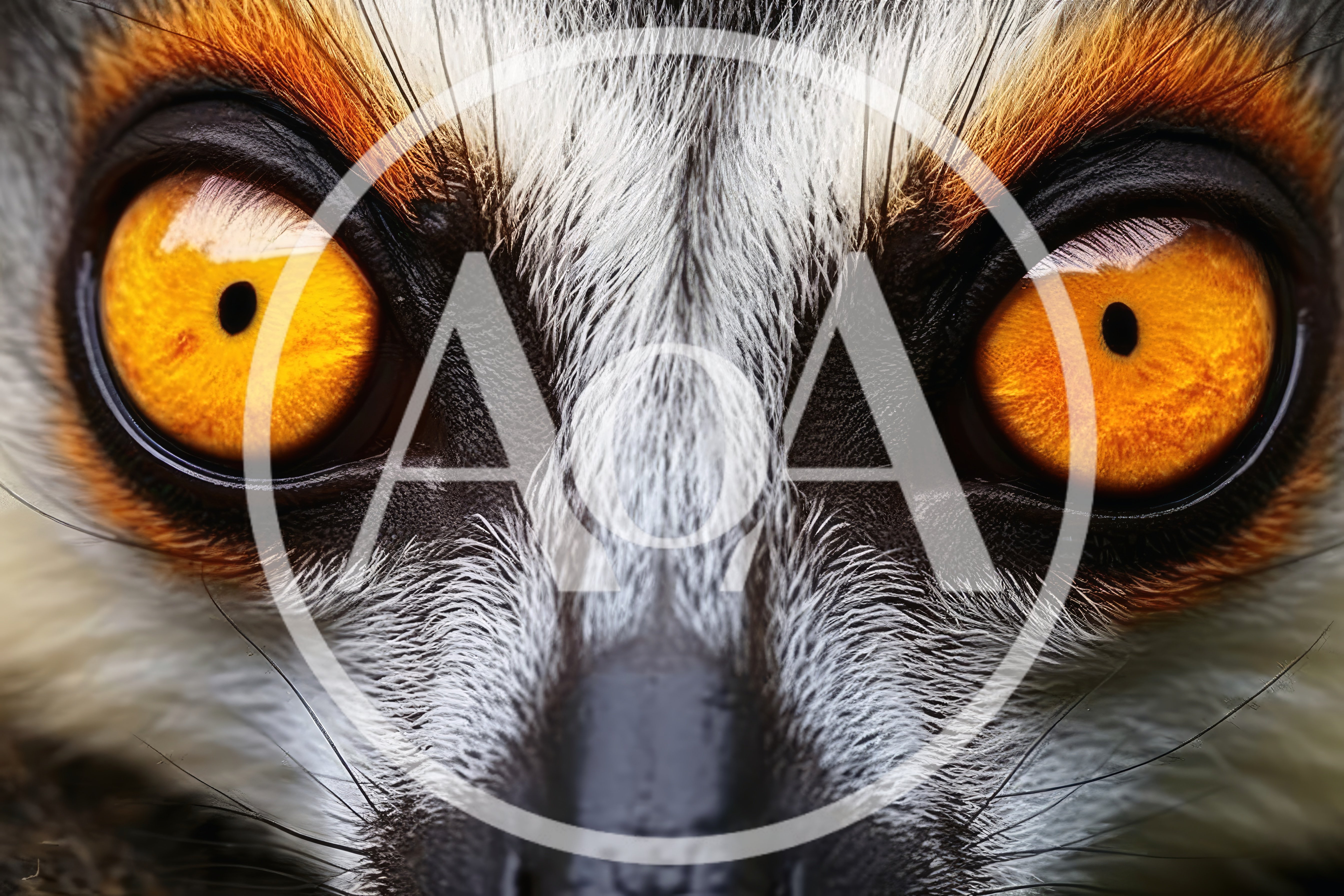 Extreme Close Up Of A Ring Tailed Lemur Eye