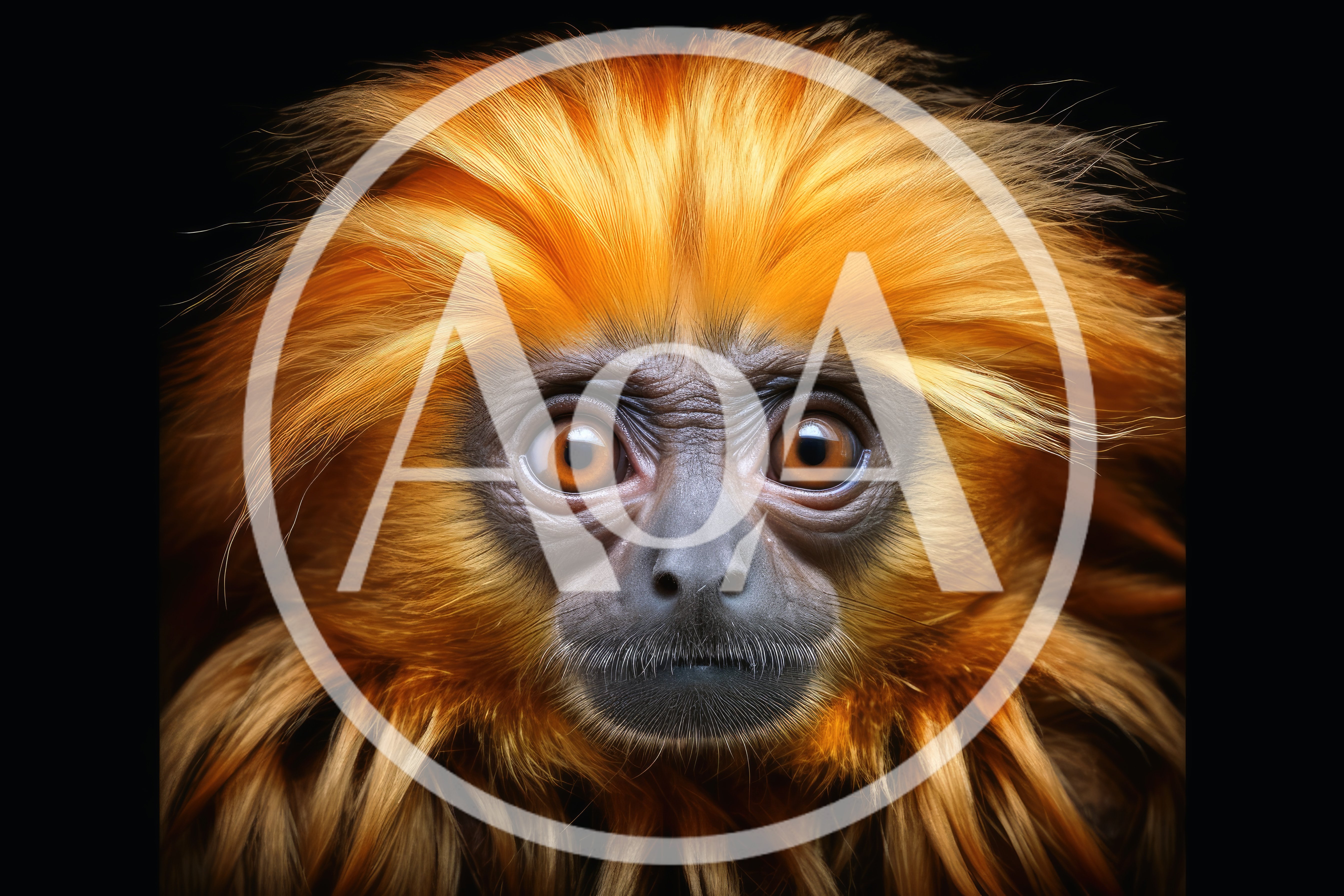 Close Up Portrait Of A Golden Lion Tamarin