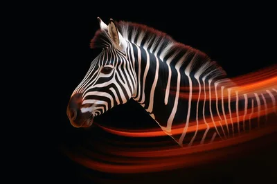 Zebra Head Portrait With Dynamic Orange Light Trails