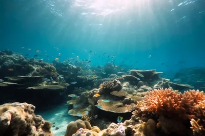 Vibrant Coral Reef Ecosystem With Tropical Fish