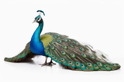 Majestic Indian Peacock Standing Against White Background