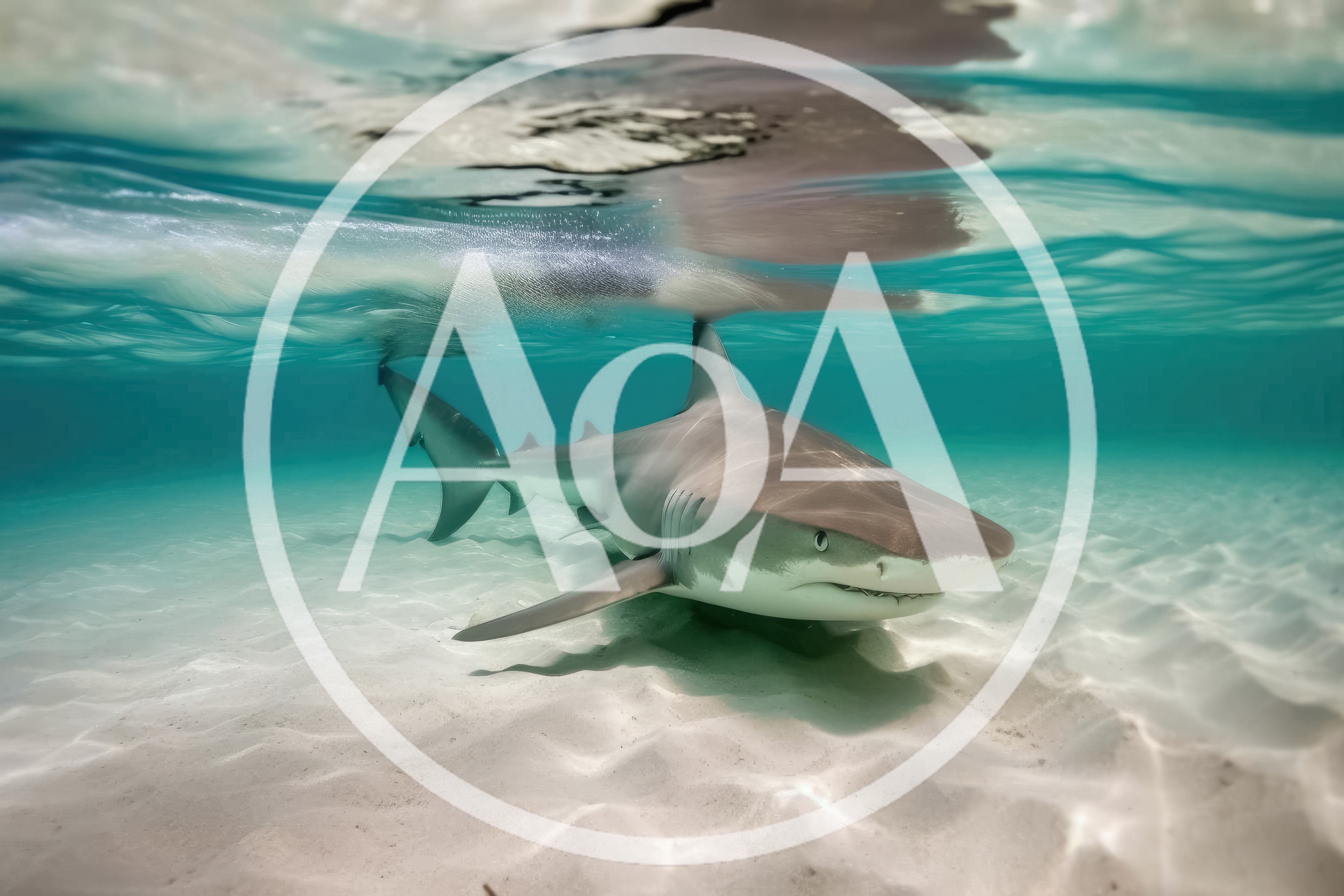 Blacktip Reef Shark Swimming In Shallow Tropical Waters