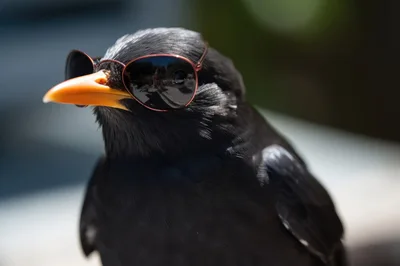 Common Myna Bird Wearing Miniature Sunglasses