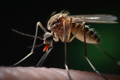 Macro Close Up Of A Mosquito Biting Human Skin