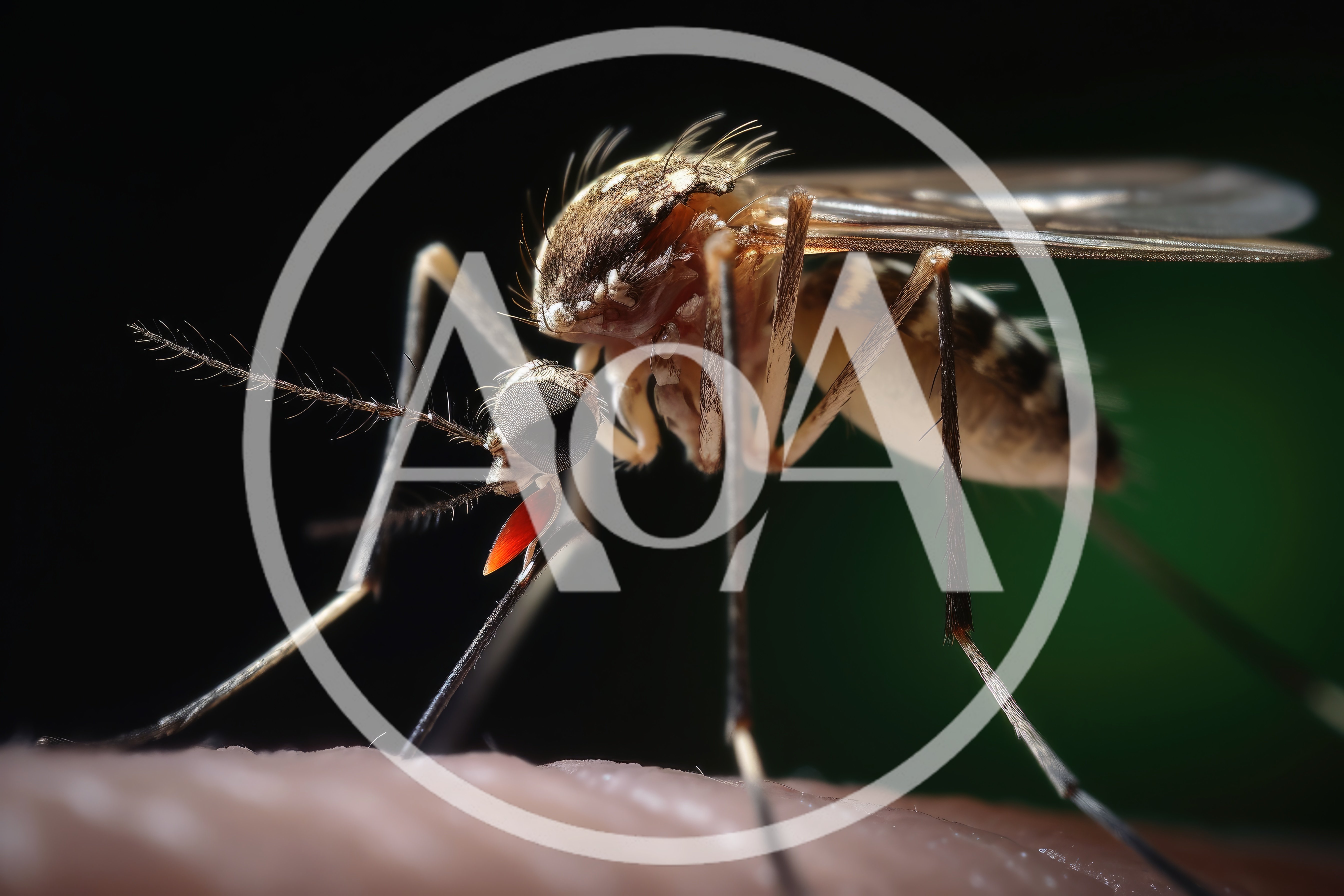 Macro Close Up Of A Mosquito Biting Human Skin