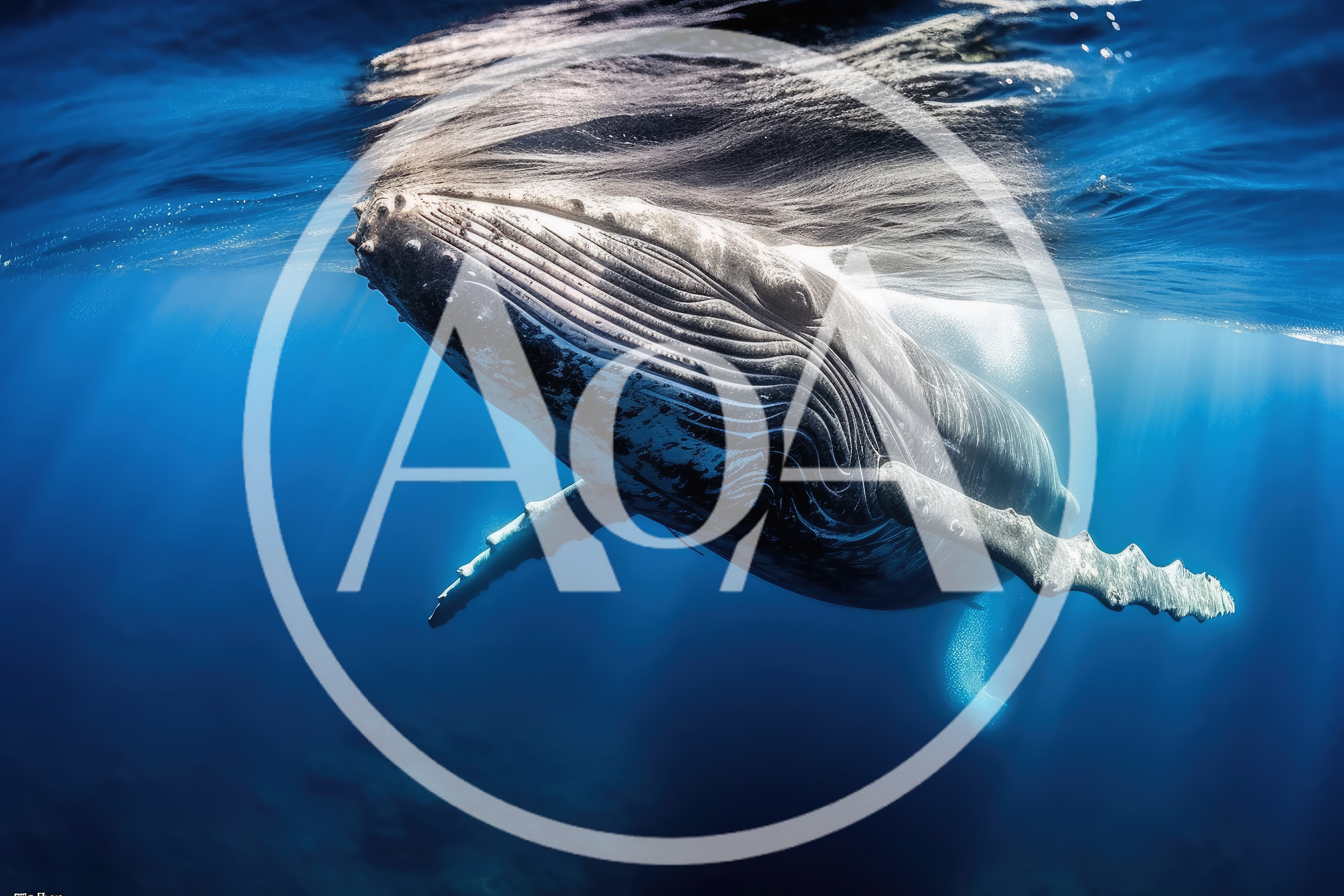 Humpback Whale Swimming Near The Ocean Surface
