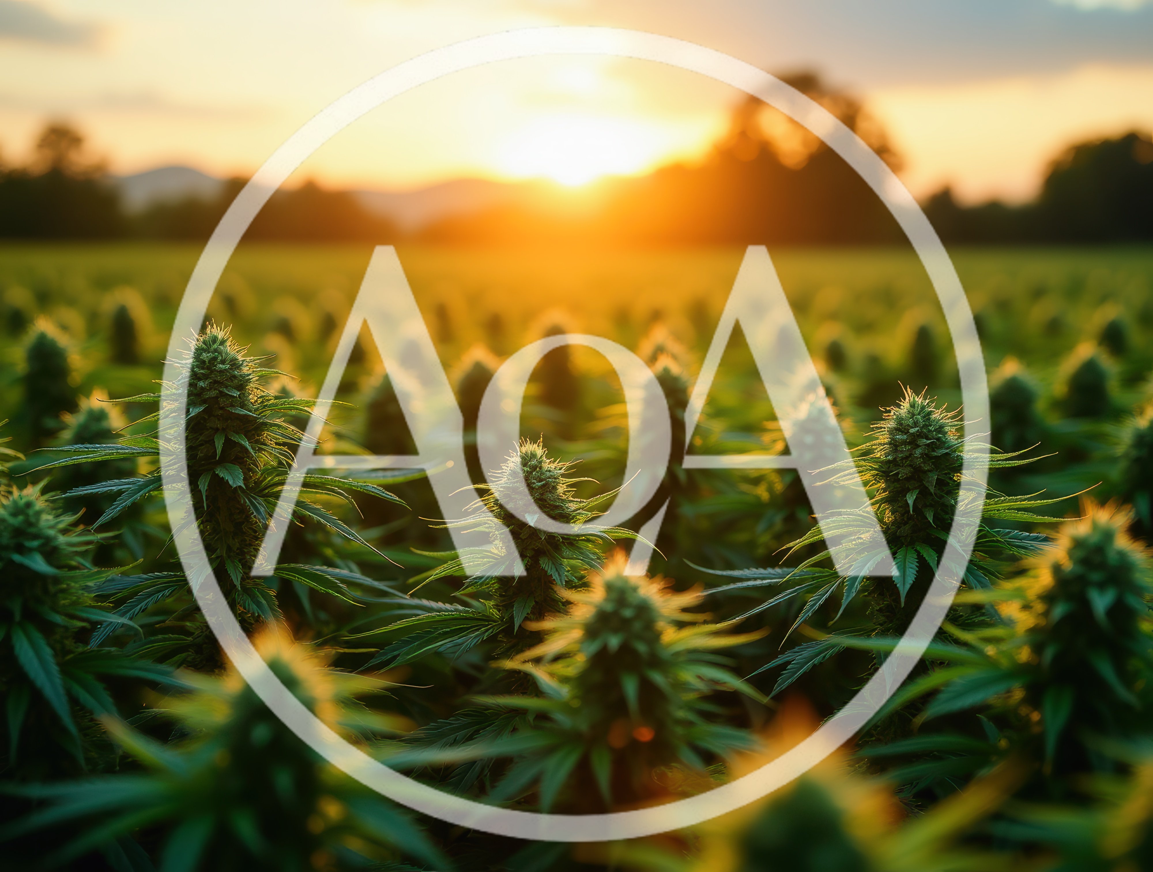 Cannabis Field At Sunset