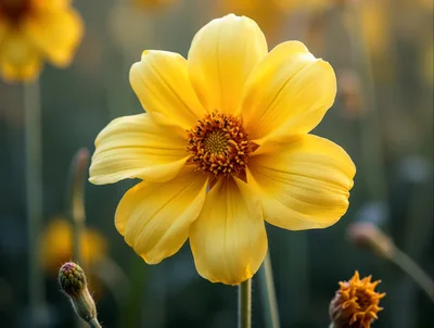 Single Vibrant Yellow Coreopsis Flower in Garden