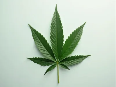 Single Green Cannabis Leaf Isolated On White Background