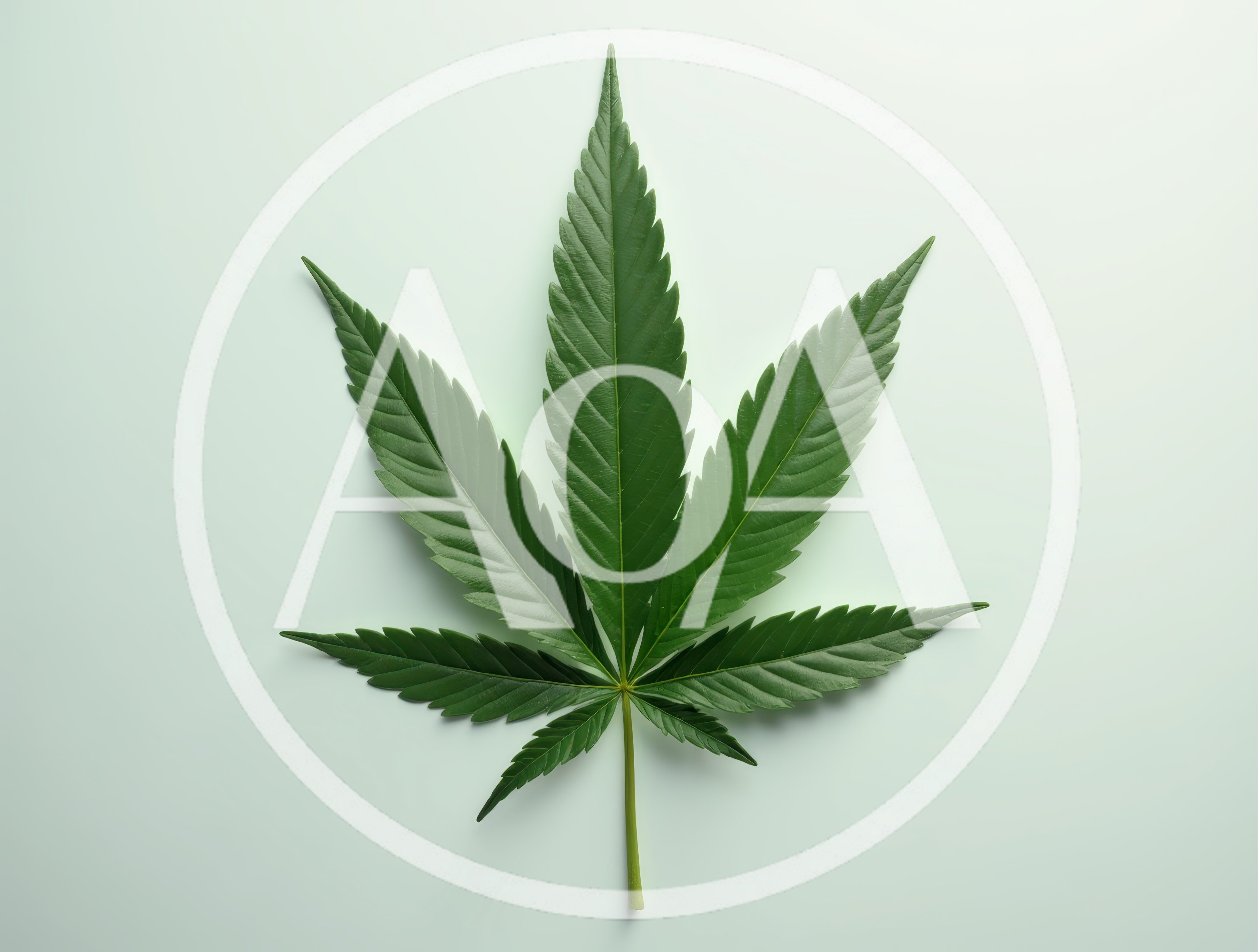 Single Green Cannabis Leaf Isolated On White Background