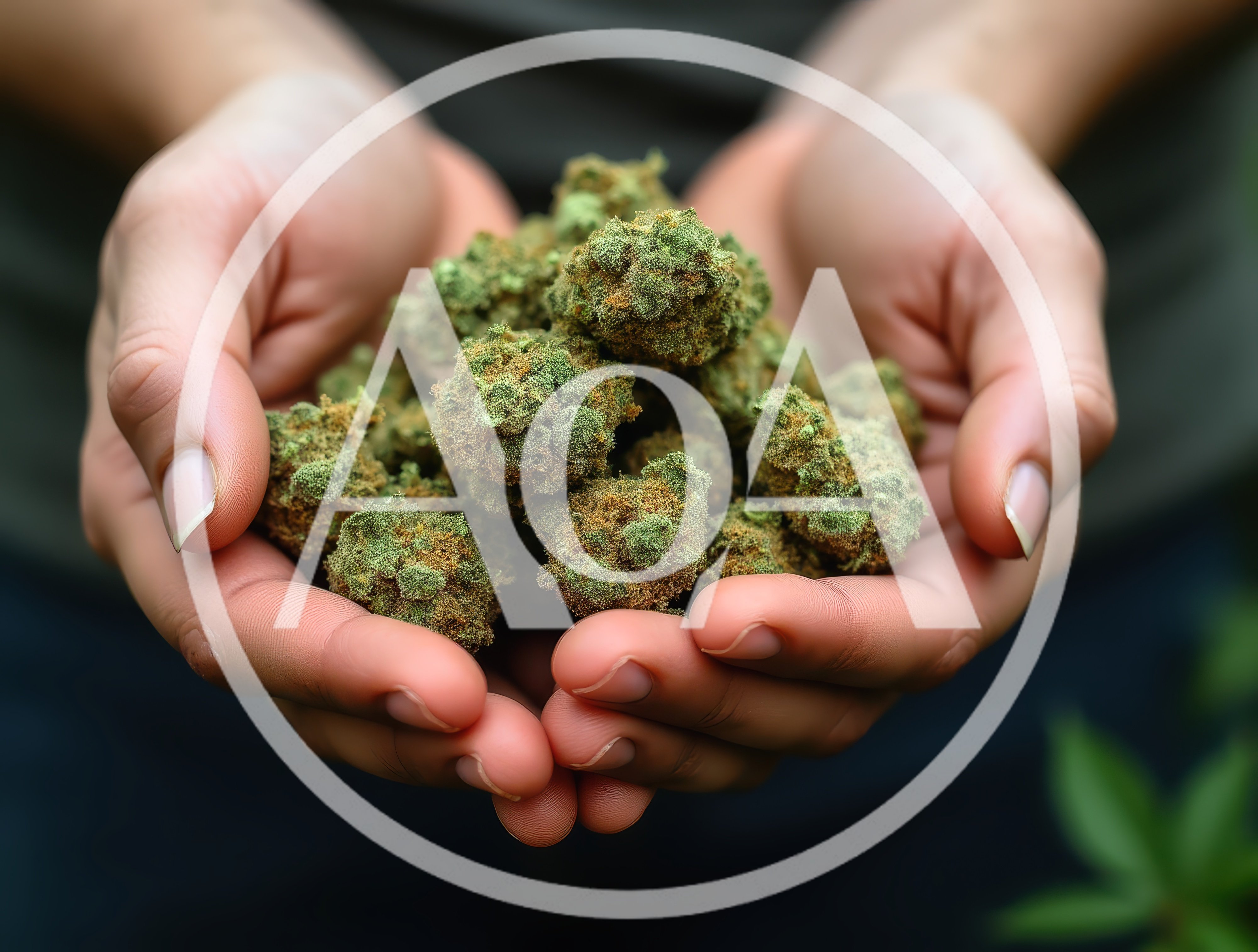 Person Holding A Pile Of Dried Cannabis Buds