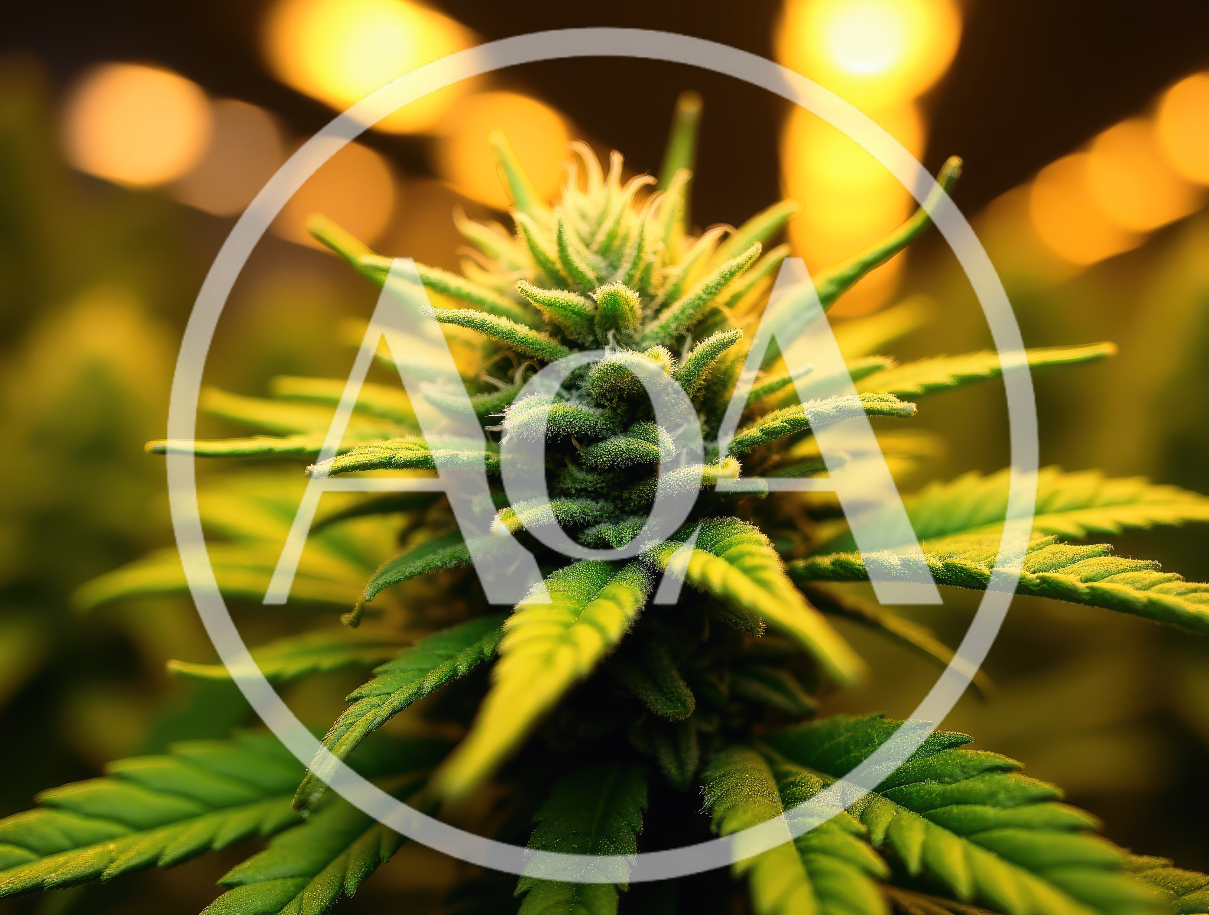 Close Up Of A Flowering Cannabis Plant