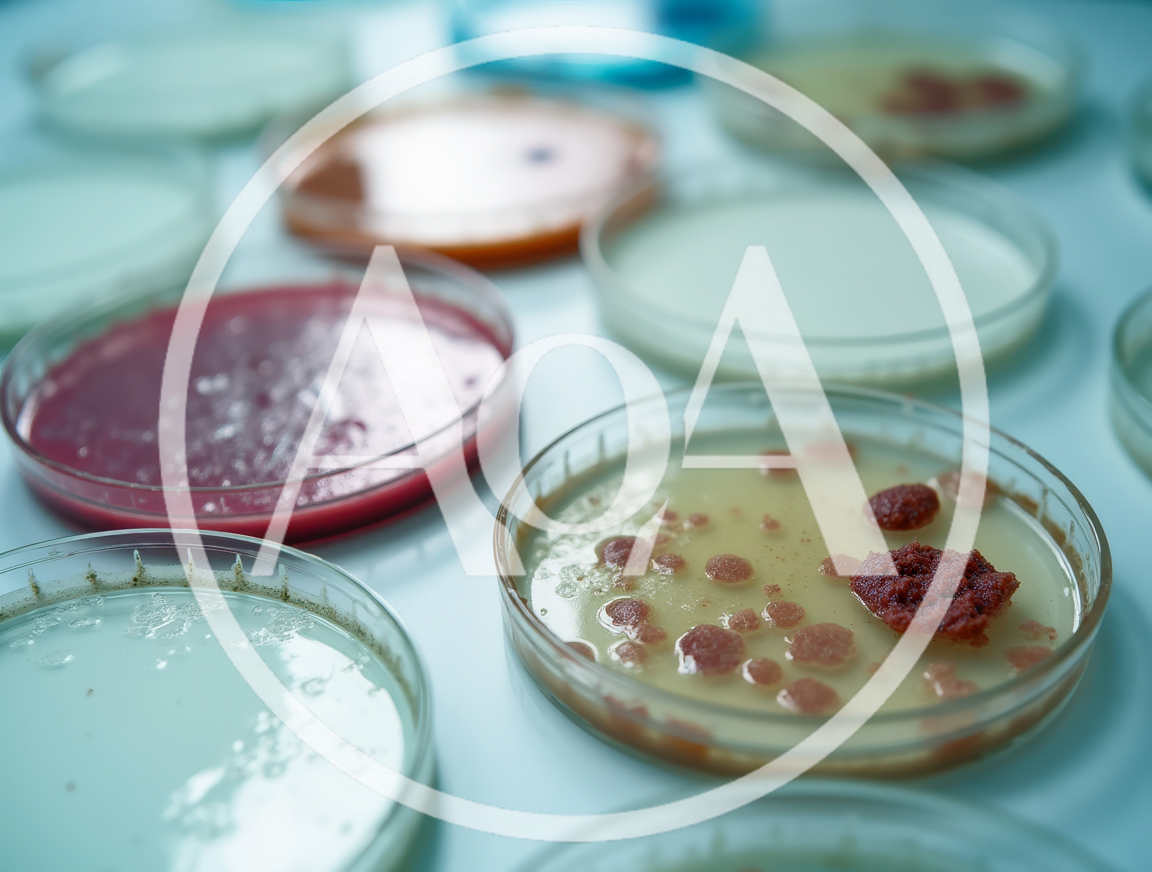 Petri Dishes With Bacterial Cultures In Laboratory