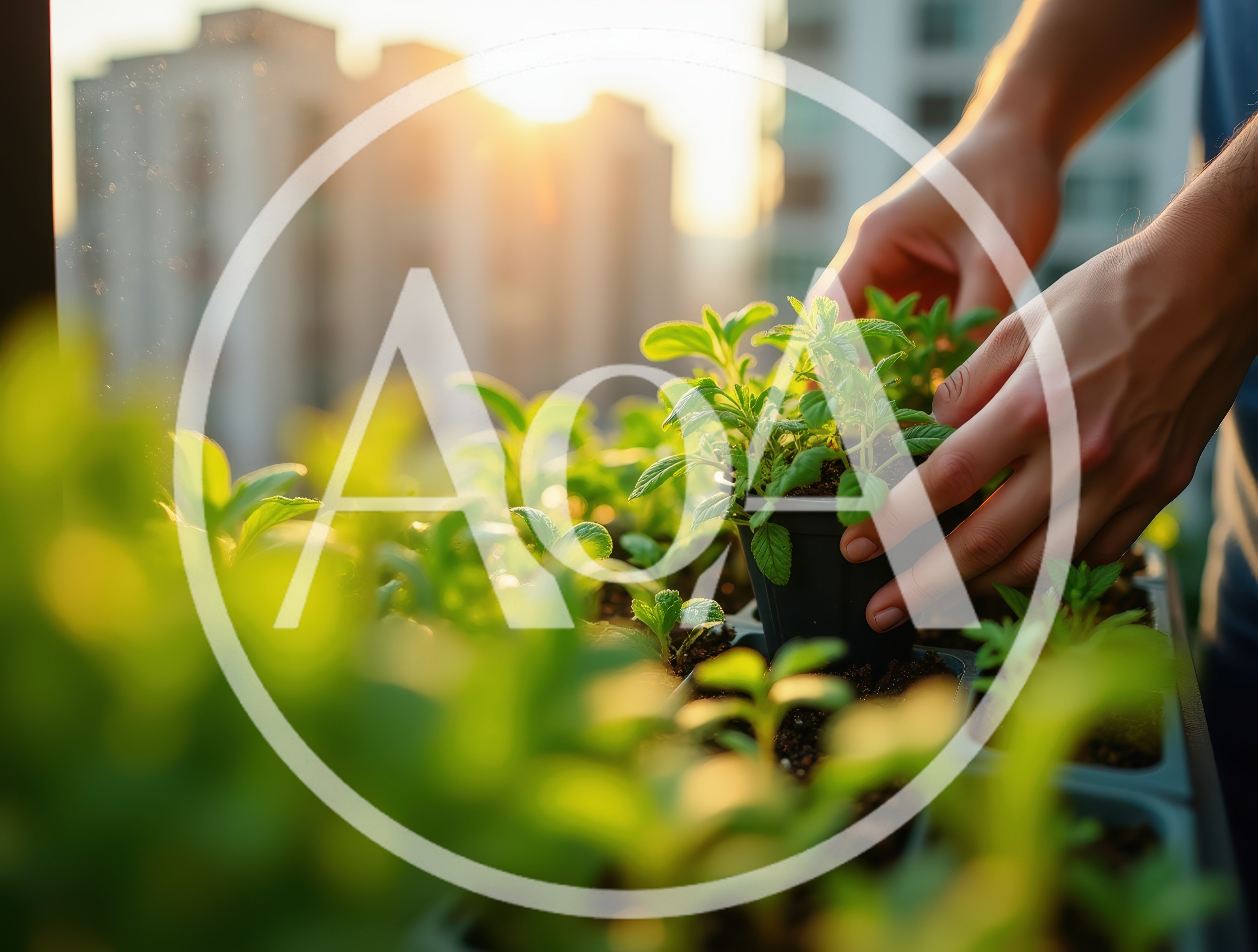 Person Planting Seedlings In A Sunny Urban Garden