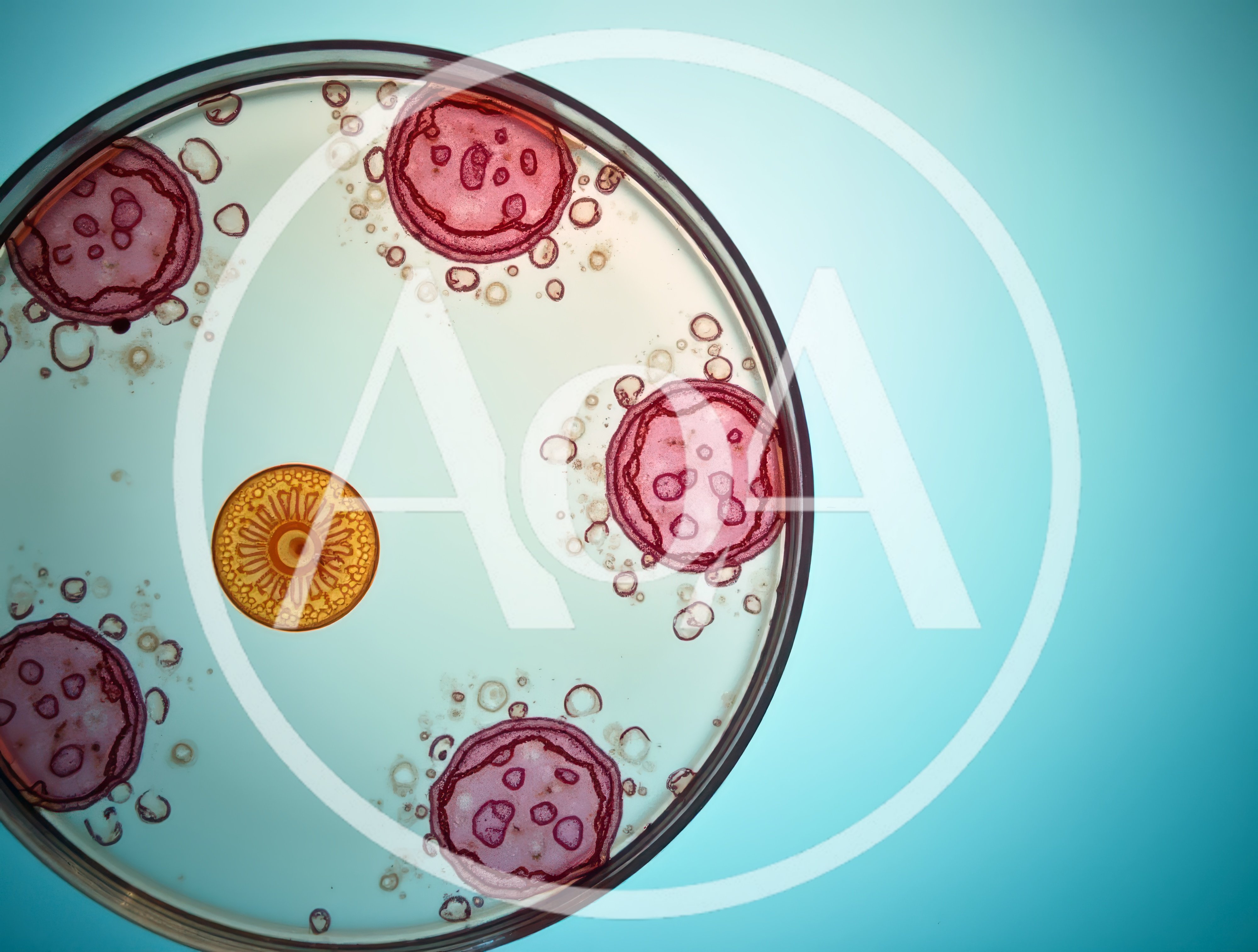 Microscopic View Of Bacterial Colonies In A Petri Dish