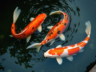 Three Vibrant Koi Fish Swimming in Dark Pond
