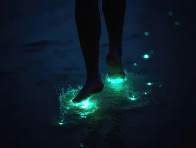 Barefoot Person Walking Through Bioluminescent Glowing Beach Water