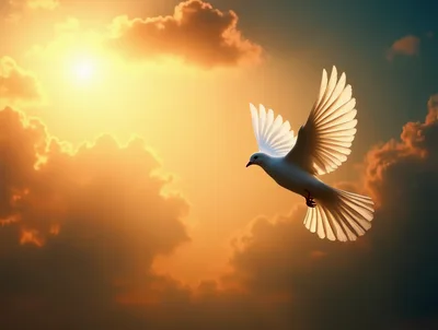 White Dove Flying Against A Golden Sunset Sky